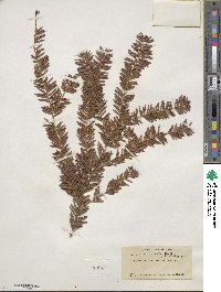 Taxus brevifolia image