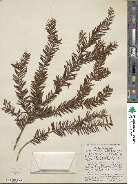 Taxus brevifolia image