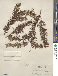 Taxus brevifolia image