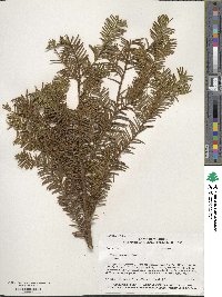 Taxus canadensis image