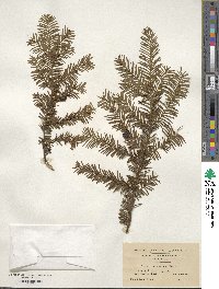 Taxus canadensis image