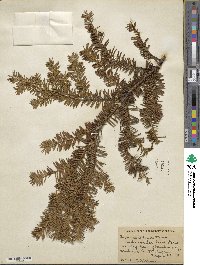 Taxus canadensis image