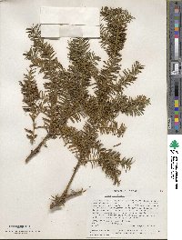 Taxus canadensis image