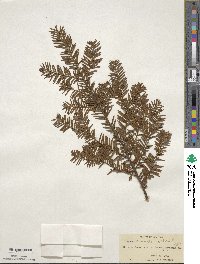 Taxus canadensis image