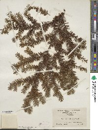 Taxus canadensis image