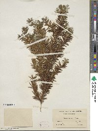 Taxus canadensis image