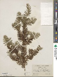 Taxus canadensis image