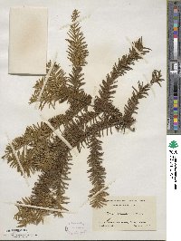 Taxus canadensis image