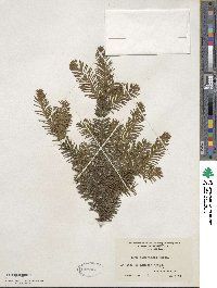 Taxus canadensis image