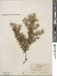 Taxus canadensis image