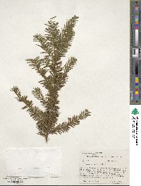 Taxus canadensis image