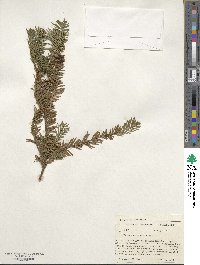 Taxus canadensis image