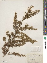 Taxus canadensis image