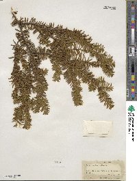 Taxus canadensis image