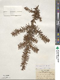 Taxus canadensis image