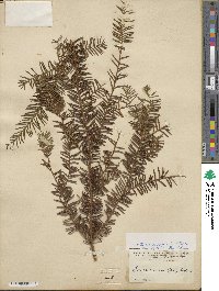 Taxus canadensis image