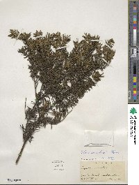 Taxus canadensis image