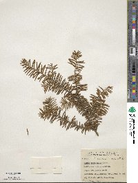 Taxus canadensis image