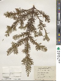 Taxus canadensis image