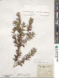 Taxus canadensis image