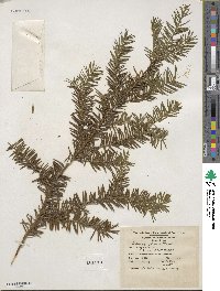 Taxus canadensis image