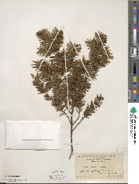 Taxus canadensis image