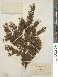 Taxus canadensis image