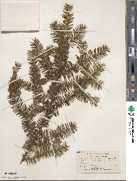 Taxus canadensis image