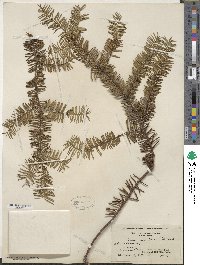 Taxus canadensis image