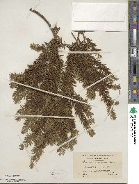 Taxus canadensis image