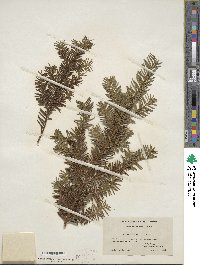 Taxus canadensis image