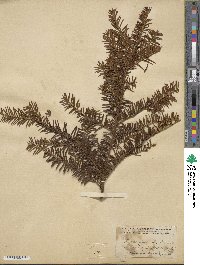 Taxus canadensis image