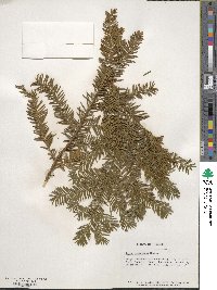 Taxus canadensis image