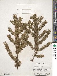 Taxus canadensis image