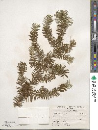 Taxus canadensis image