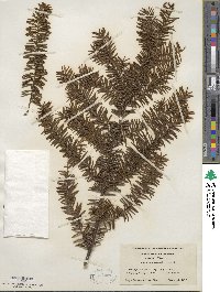 Taxus canadensis image