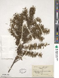 Taxus canadensis image