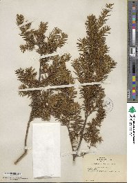 Taxus canadensis image