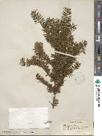 Taxus canadensis image