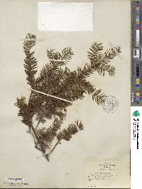 Taxus canadensis image