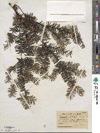 Taxus canadensis image