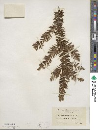 Taxus canadensis image