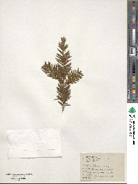 Taxus canadensis image