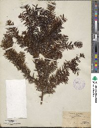 Taxus canadensis image