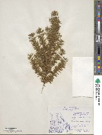 Taxus canadensis image