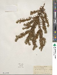 Taxus canadensis image