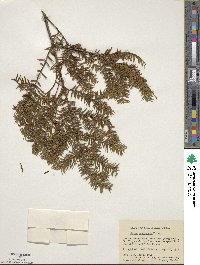 Taxus canadensis image