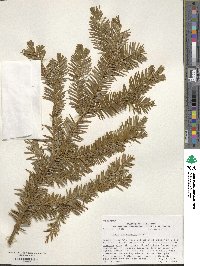 Taxus canadensis image