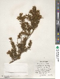 Taxus canadensis image