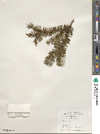 Taxus canadensis image